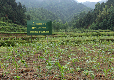 绿之韵湖南益阳中药材种植生产基地